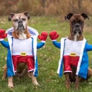 Dog Boxer Costume Size Large